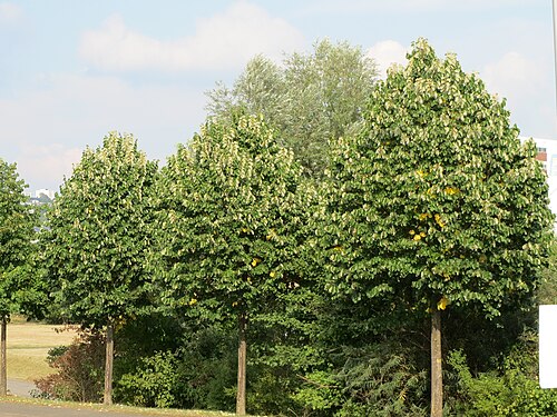 Silver lime: Silber-Linde ( Tilia tomentosa ) bei der Ostspange in Saarbrücken