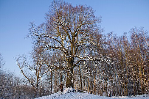 Common lime: Hyon (Belgium), l’Arbre de la Liberté (Tree of Liberty) - Common Lime ( Tilia ×europaea L. ) planted in the late of the eighteenth century.