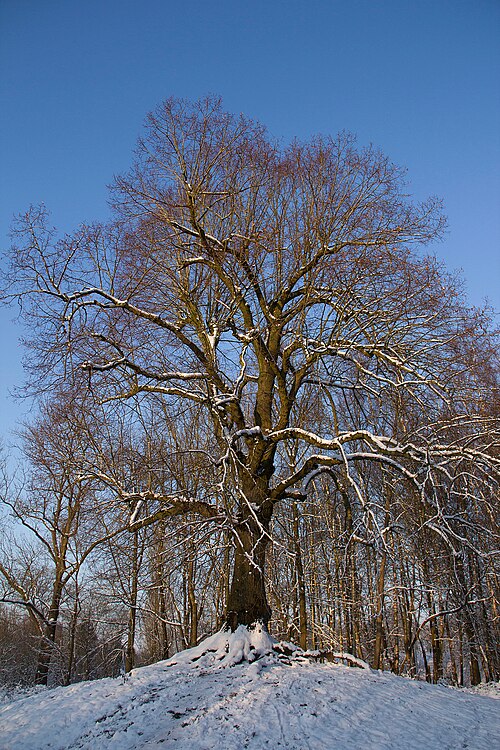 Common lime: Hyon (Belgium), l’Arbre de la Liberté (Tree of Liberty) - Common Lime ( Tilia ×europaea L. ) planted in the late of the eighteenth century.