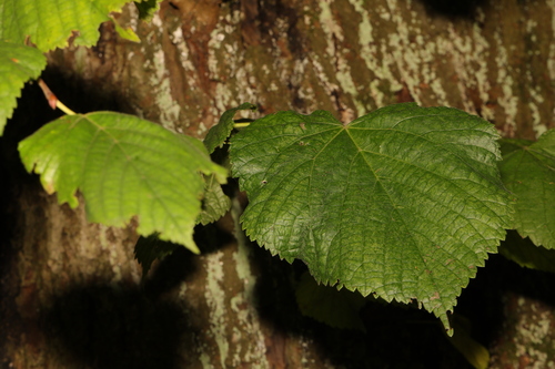 Common lime (Tilia × europaea)
