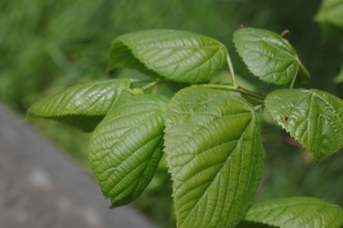 Common lime (Tilia × europaea)