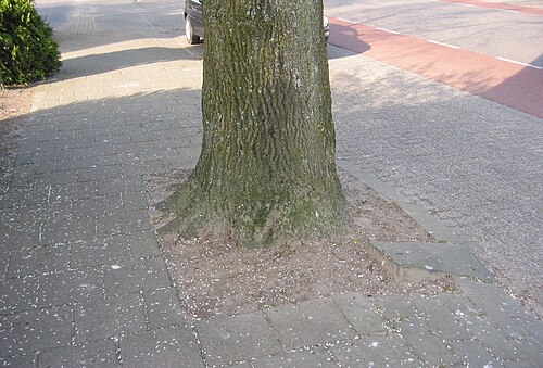 Common lime (Tilia × europaea)