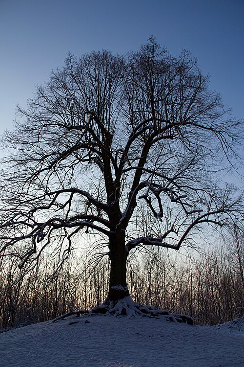 Common lime: Hyon (Belgium), l’Arbre de la Liberté (Tree of Liberty) - Common Lime ( Tilia ×europaea L. ) planted in the late of the eighteenth century.