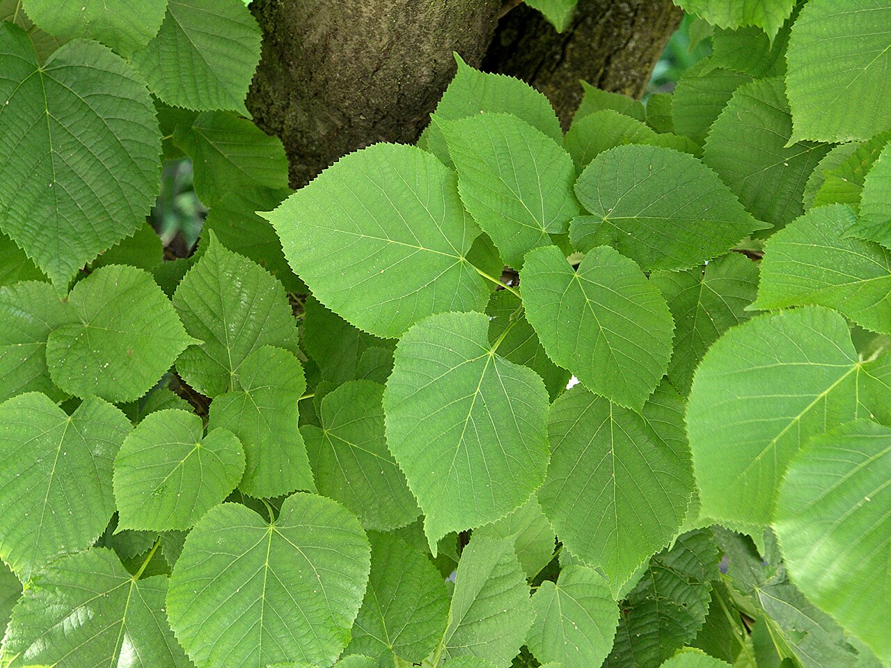 Common lime: Leaves of a commom lime