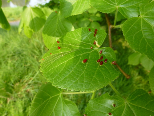 Common lime (Tilia × europaea)