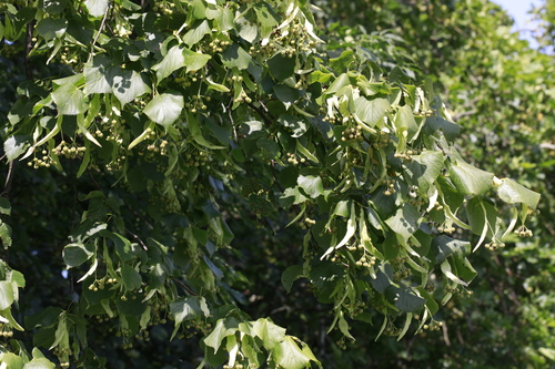 Common lime (Tilia × europaea)