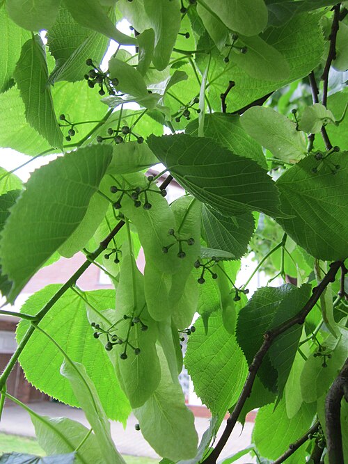 Common lime: Holländische Linde ( Tilia × europaea ) in Hockenheim kurz nach der Blüte