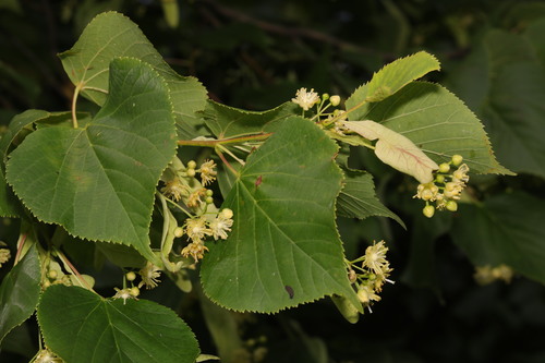Common lime (Tilia × europaea)
