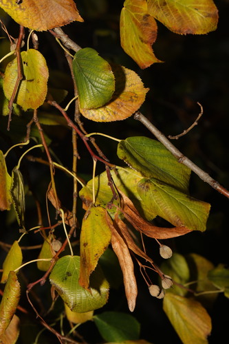 Common lime (Tilia × europaea)