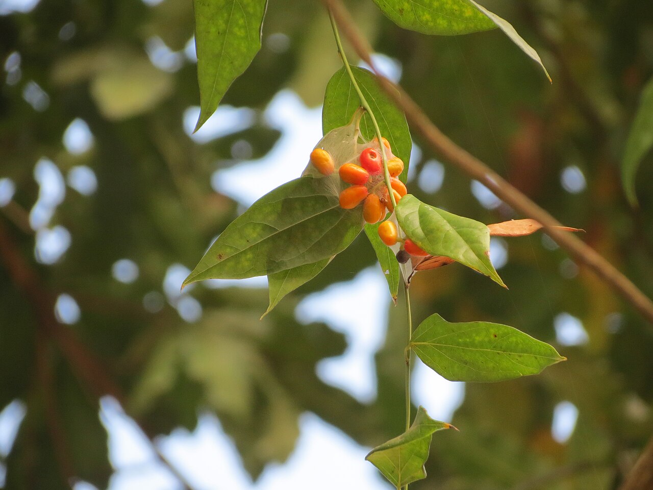 Tiliacora acuminata: Tiliacora acuminata in Nalliserry temple in Elambulassery, palakkad district.