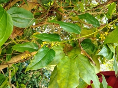 Tiliacora acuminata (Tiliacora acuminata)