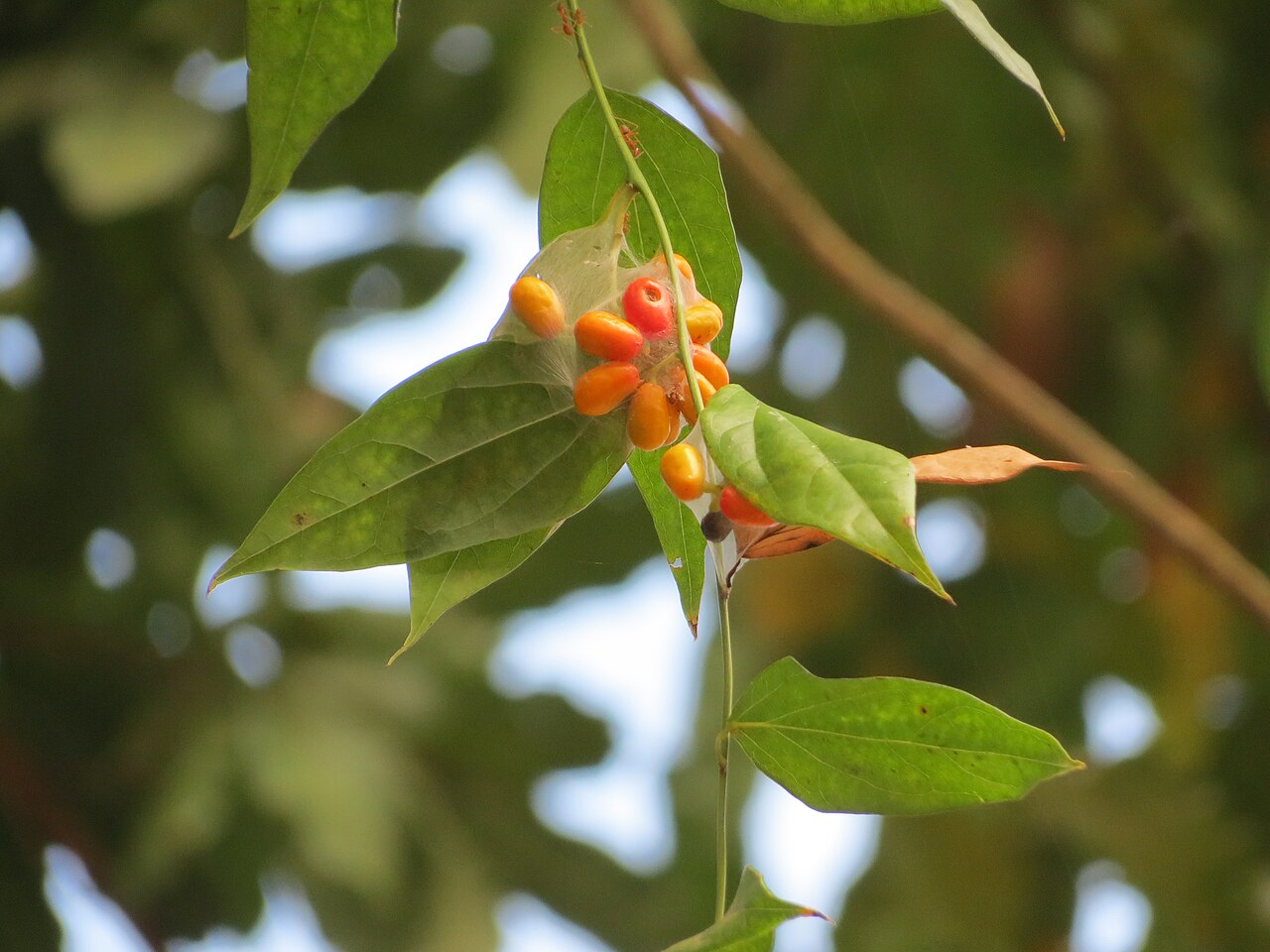 Tiliacora acuminata: Tiliacora acuminata in Nalliserry temple in Elambulassery, palakkad district.