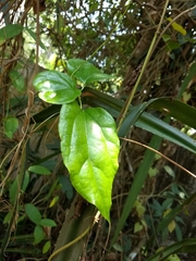 Tiliacora acuminata (Tiliacora acuminata)