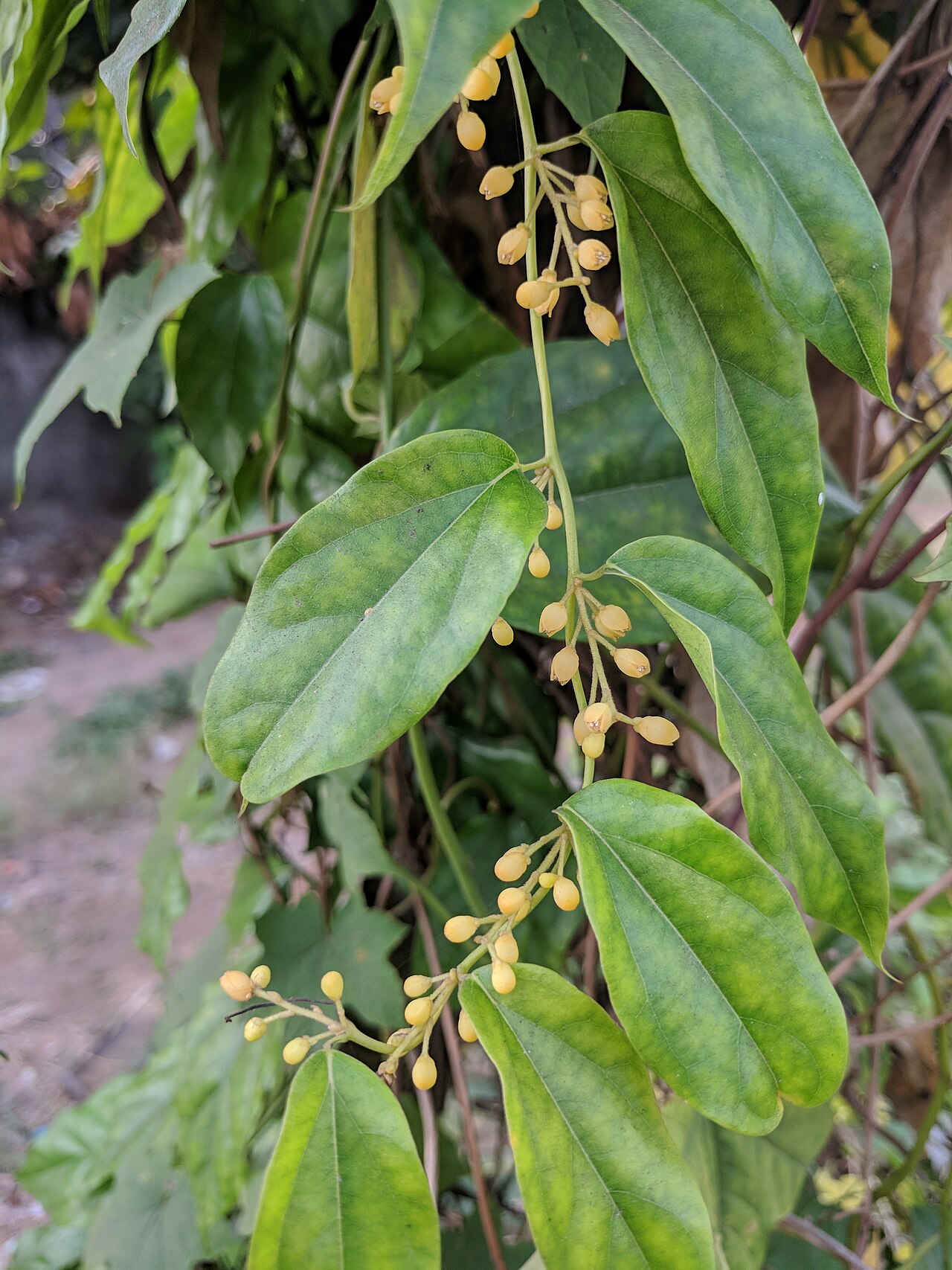 Tiliacora acuminata: kkds
