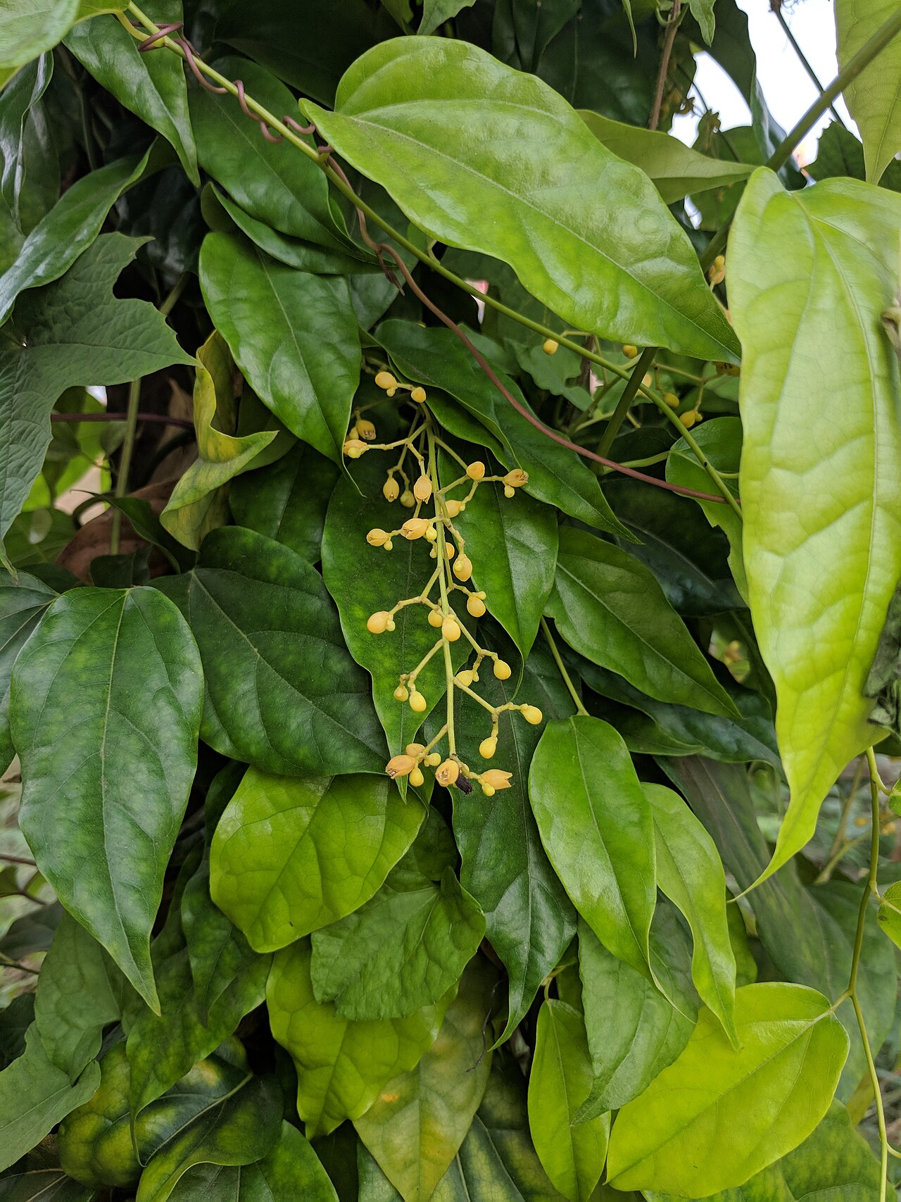 Tiliacora acuminata: kkds