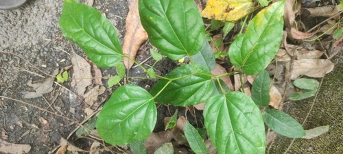 Tiliacora acuminata (Tiliacora acuminata)