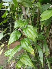 Tiliacora acuminata (Tiliacora acuminata)