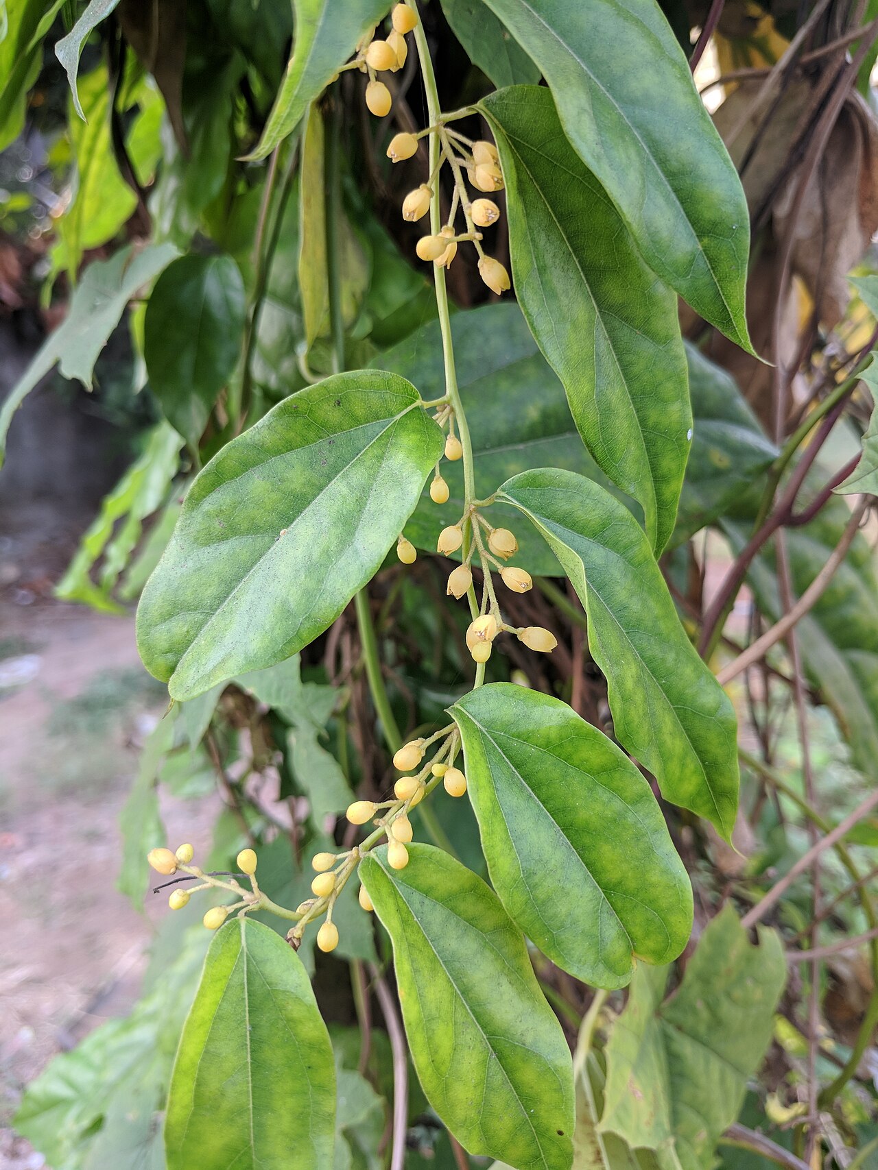 Tiliacora acuminata: kkds