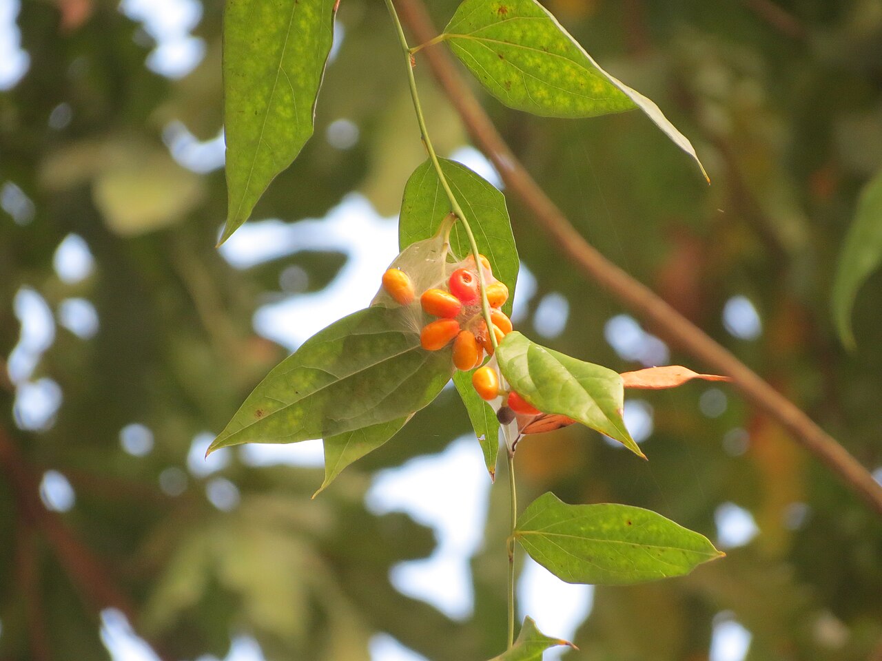Tiliacora acuminata: Tiliacora acuminata in Nalliserry temple in Elambulassery, palakkad district.
