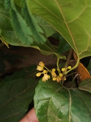 Tiliacora acuminata (Tiliacora acuminata)