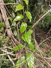 Tiliacora acuminata (Tiliacora acuminata)