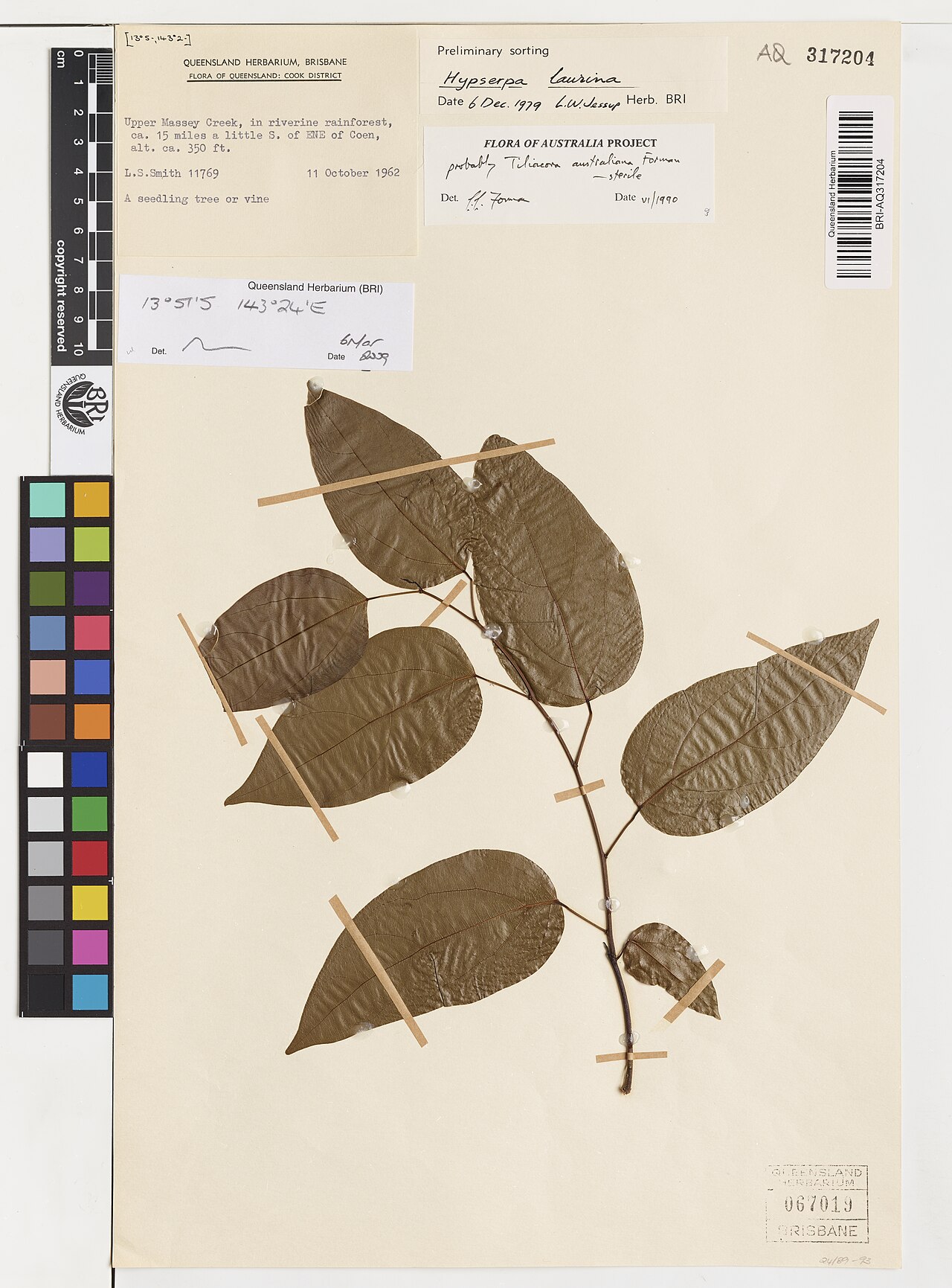 Tiliacora australiana: Tiliacora australiana herbarium specimen