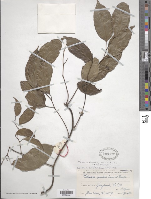 Tiliacora chrysobotrya: An image of a Tiliacora chrysobotrya