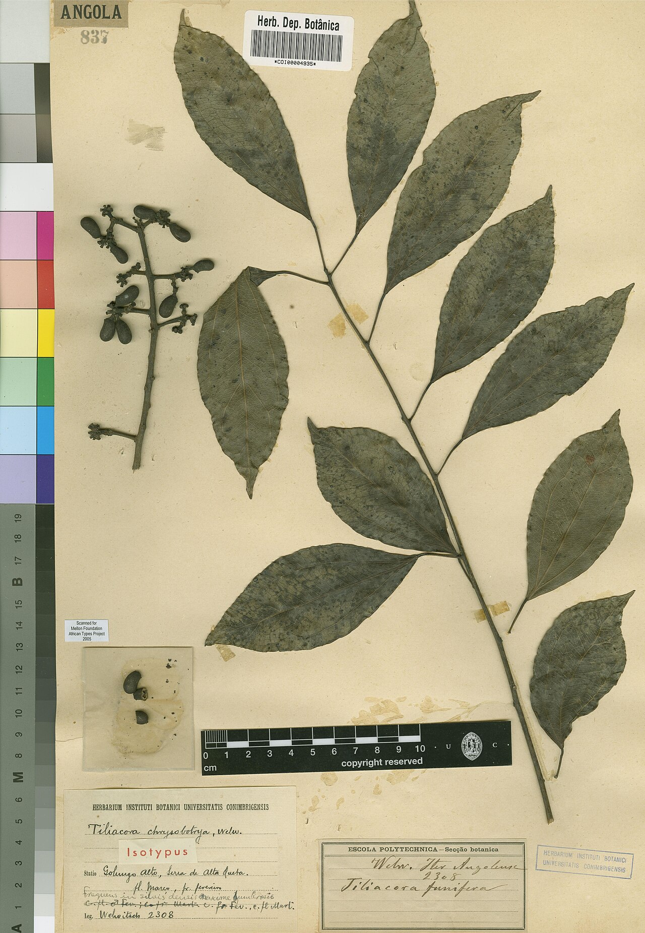 Tiliacora chrysobotrya: Photograph of Isotype of Tiliacora chrysobotrya at Herbarium of the University of Coimbra, Portugal (COI). Specimen COI00004935. http://coicatalogue.uc.pt/speci