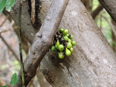 Elbow leaf (Tiliacora funifera)