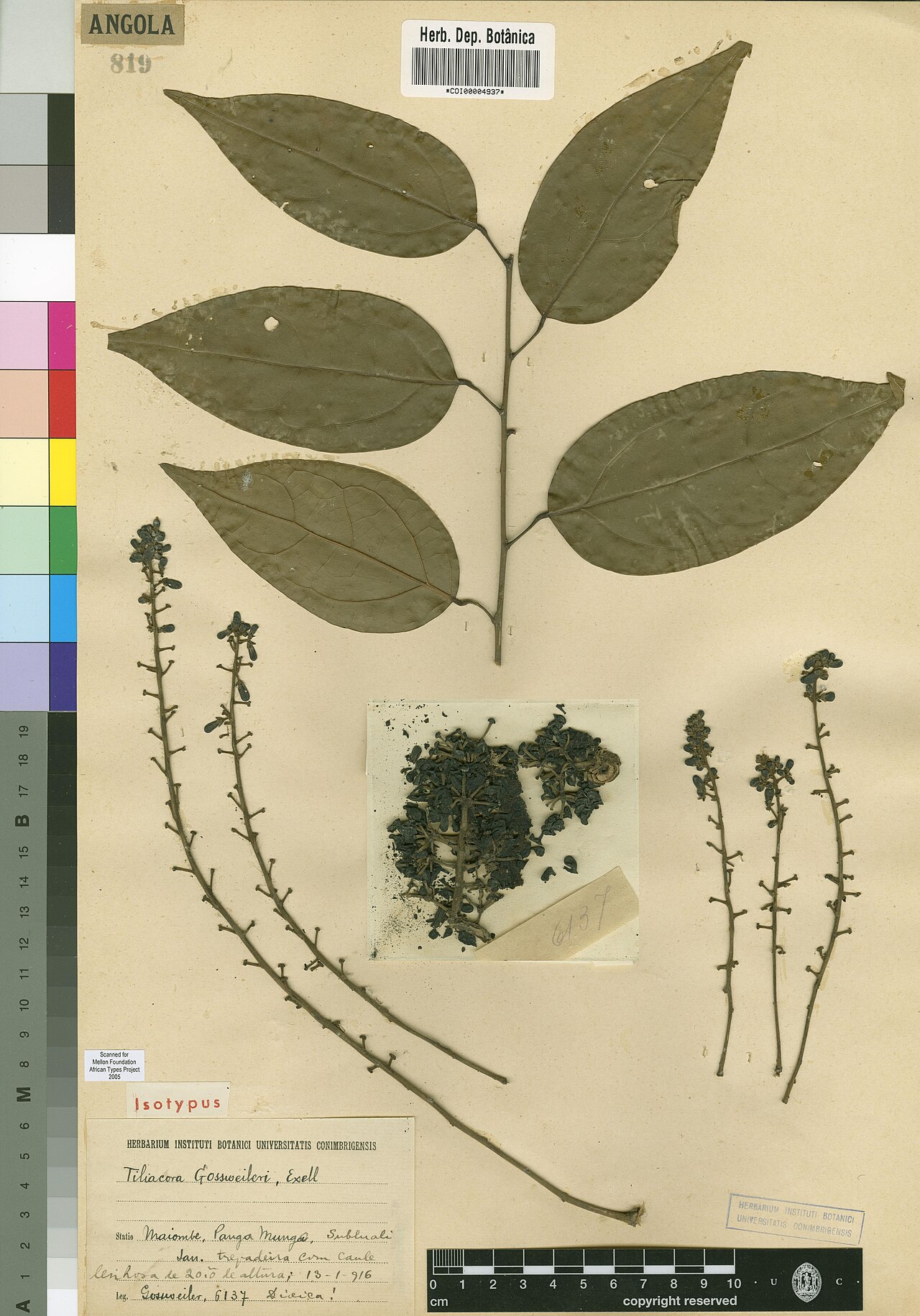 Tiliacora gossweileri: Photograph of Isotype of Tiliacora gossweileri at Herbarium of the University of Coimbra, Portugal (COI). Specimen COI00004937. http://coicatalogue.uc.pt/specim