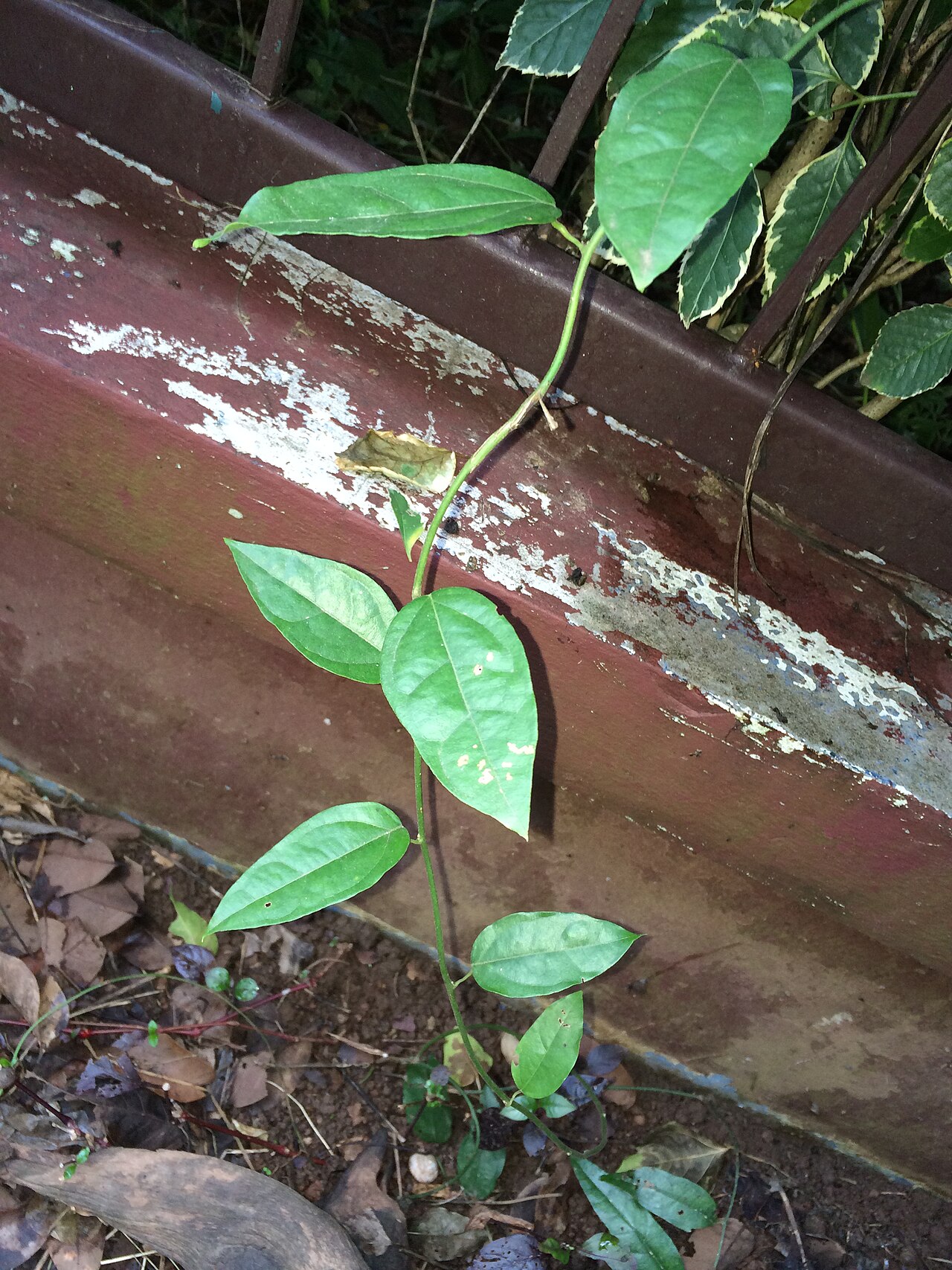 Tiliacora triandra: Bai yanang ใบย่านาง Tiliacora triandra: liane