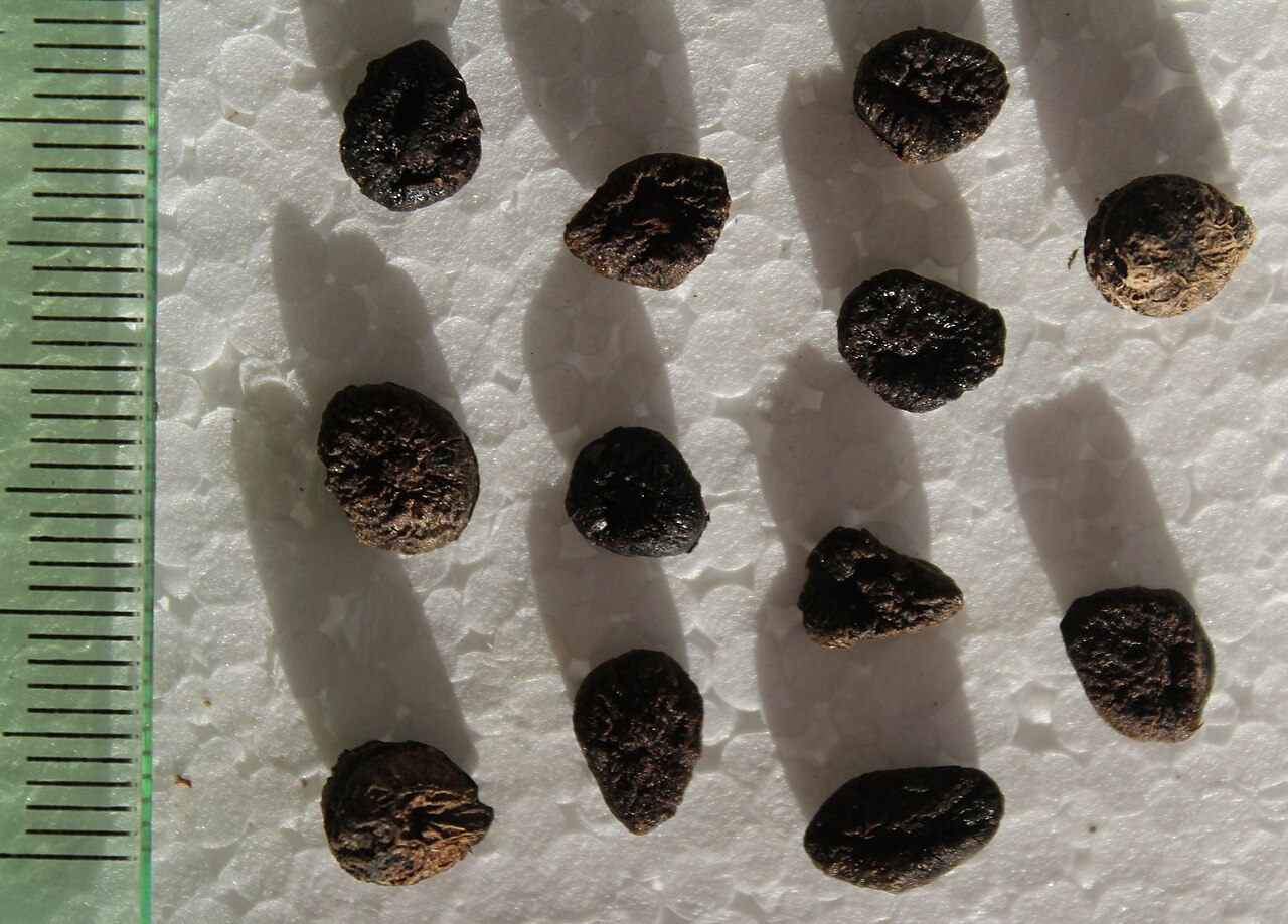 Tiliacora triandra: Tiliacora triandra seeds.