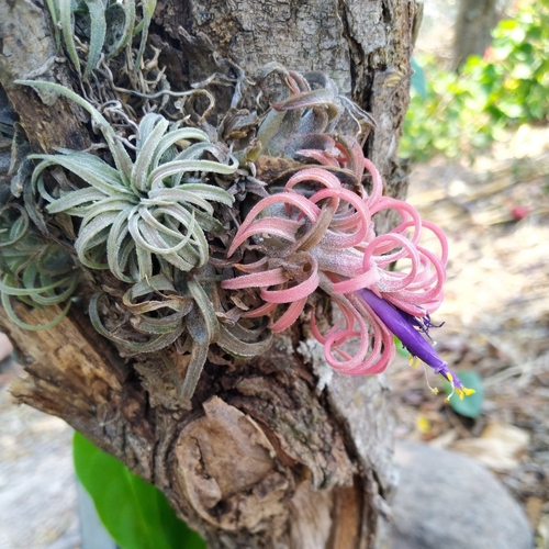 Blushing bride (Tillandsia ionantha)