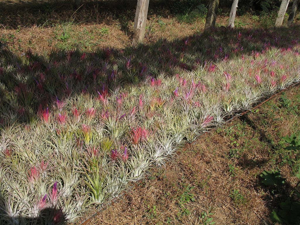 Blushing bride: Tillandsia ionantha in cultivation in a nursery near Guatemala City, Guatemala; 1965m.