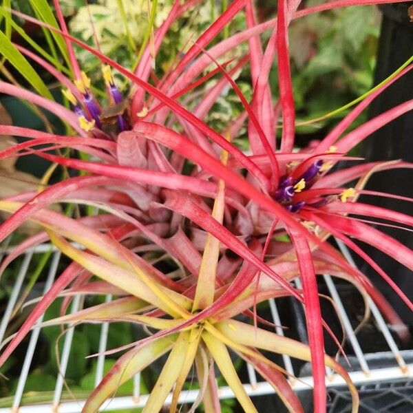 Blushing bride (Tillandsia ionantha)