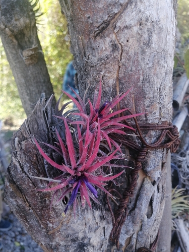 Blushing bride (Tillandsia ionantha)