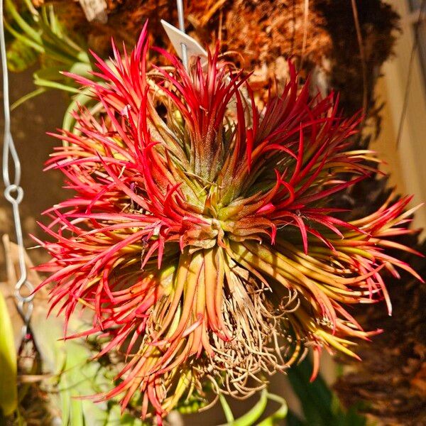 Blushing bride (Tillandsia ionantha)