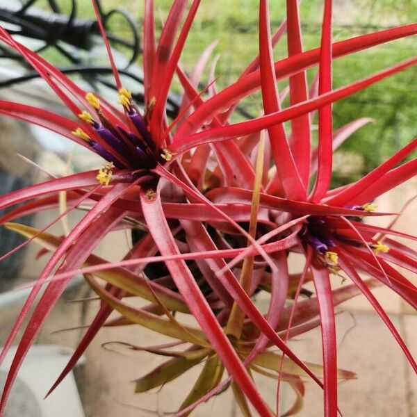 Blushing bride (Tillandsia ionantha)