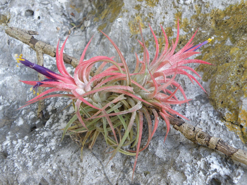Blushing bride (Tillandsia ionantha)