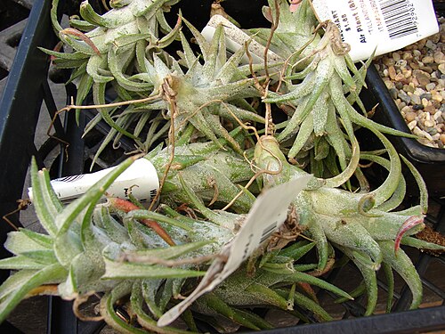 Blushing bride: Tillandsia ionantha var. xvan-hyningii (habit). Location: Maui, Walmart Kahului