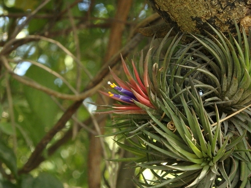 Blushing bride (Tillandsia ionantha)