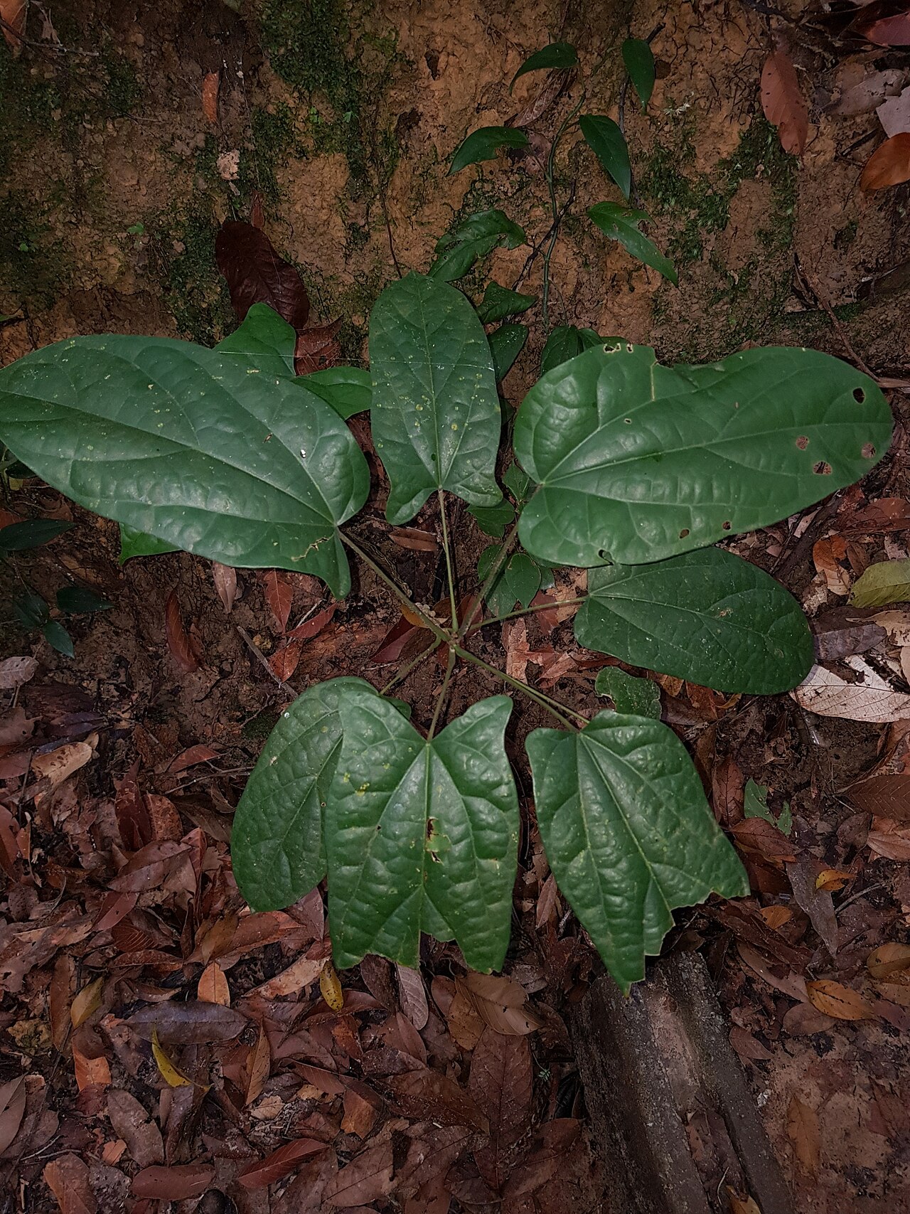 Tinomiscium petiolare: Tinomiscium petiolare in Singapore