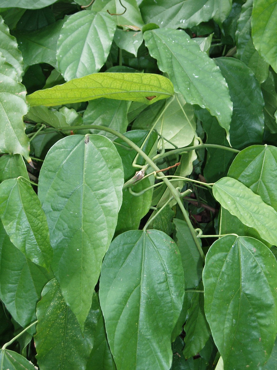 Tinomiscium petiolare (Tinomiscium petiolare)