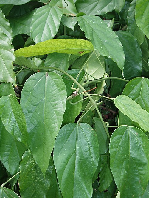 Tinomiscium petiolare (Tinomiscium petiolare)