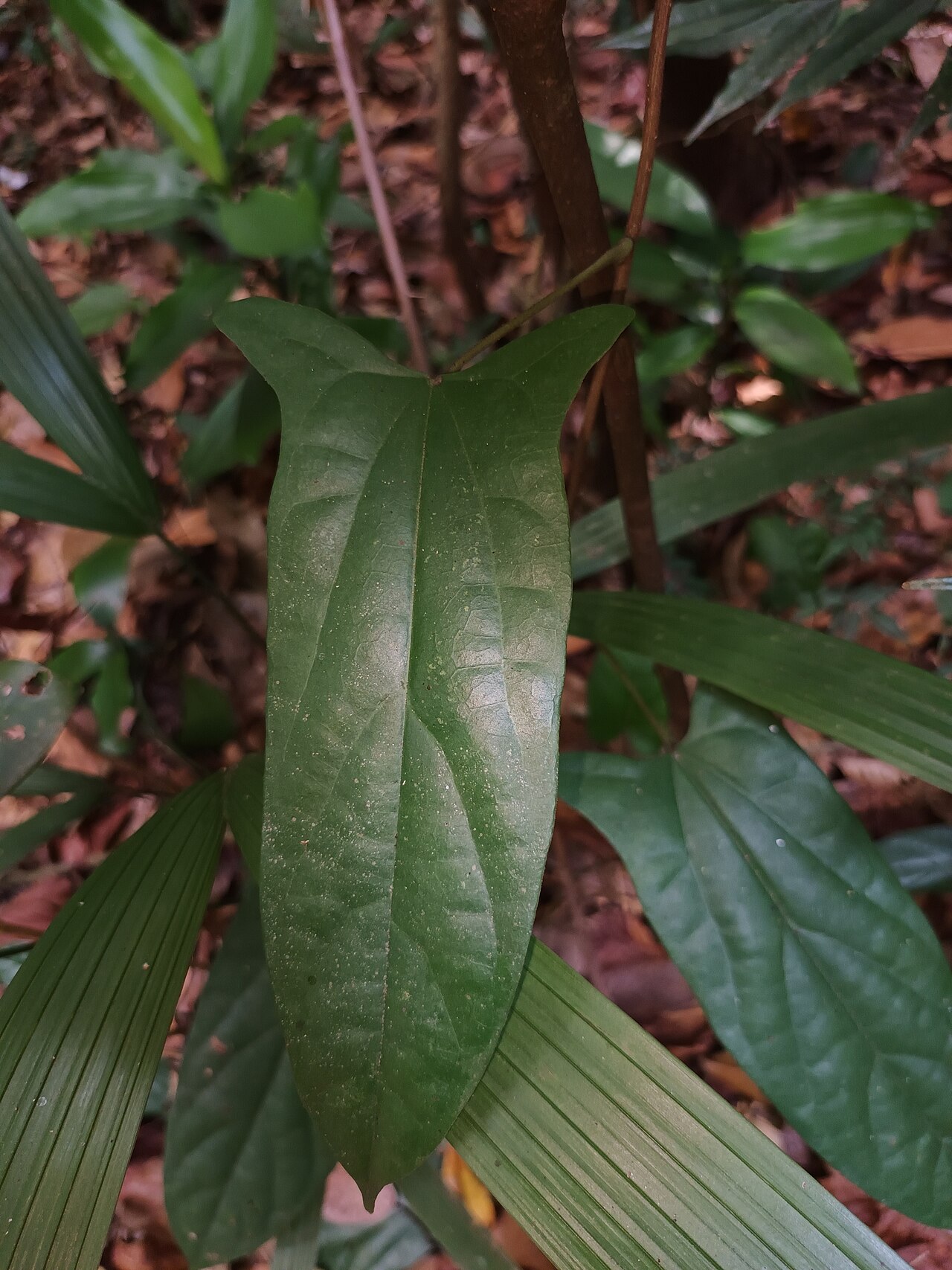 Tinomiscium petiolare: Tinomiscium petiolare in Singapore