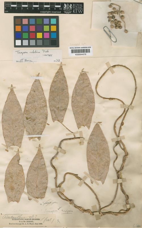 Tinospora celebica: species of Tinospora
