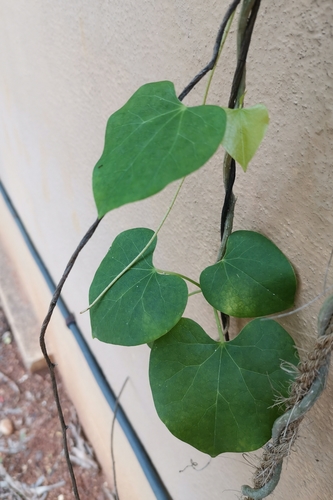 Amrita (Tinospora cordifolia)