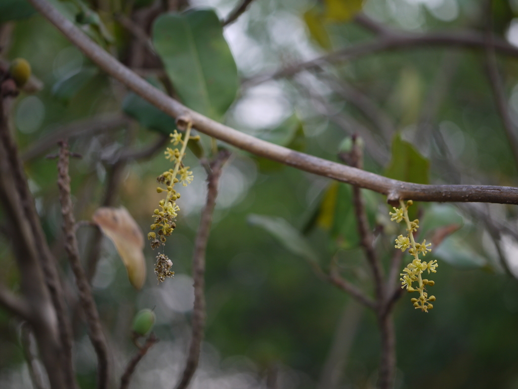 Amrita (Tinospora cordifolia)