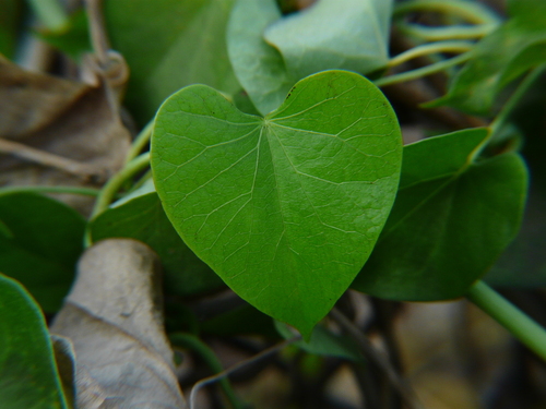 Amrita (Tinospora cordifolia)