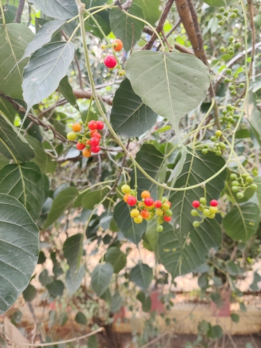 Amrita (Tinospora cordifolia)